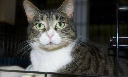 Domestic Short Hair - Kimi - Medium - Adult - Female - Cat
New found freedom; that is what Kimi is experiencing. She spent over a year living in a cage at another shelter and is truly taking advantage of the chance to run in wide open spaces. Kimi is a