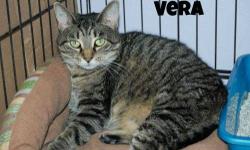 Domestic Short Hair - Kingston - Medium - Adult - Female - Cat
Hi, I'm Kingston. I have been at the shelter for a while now and the staff can contest to how sweet and loving I am. I absolutely love everyone!! I like to go outside during the day, but