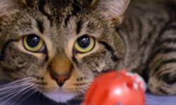 Domestic Short Hair - Kisses - Medium - Baby - Male - Cat
What You Need in Order to Adopt
When you are ready to visit the 92nd Street ASPCA Adoption Center, please note the following to facilitate the adoption process:
* You must be 21 years of age or