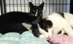 Domestic Short Hair - +kitten Teenagers Klondike & Eskimo Pie
We are Klondike and Eskimo Pie and we are devoted brothers. We were very shy when we first arrived but now we am NOT SHY! We like people, toys, food, naps and most of each other (at least until