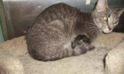 Domestic Short Hair - Kourtney - Medium - Young - Female - Cat
My name is Kourtney and my sister is Khloe. We are nearly inseparable!. We have been at the SPCA for almost 3 years. When we were brought in we were very sick and had a viral infection that
