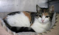 Domestic Short Hair - Lacey - Medium - Adult - Female - Cat
Lacey is a very pretty 1 year old female.
CHARACTERISTICS:
Breed: Domestic Short Hair
Size: Medium
Petfinder ID: 25135682
ADDITIONAL INFO:
Pet has been spayed/neutered
CONTACT:
Hi-Tor Animal Care