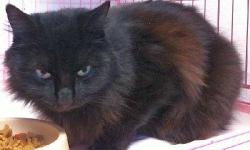 Domestic Short Hair - Lacy - Medium - Young - Female - Cat
Lacy is a stunning long-haired female, a little over a year old. She is very gentle and enjoys affection. Lacy looks black in her photo, but in the light, it's apparent that she has reddish brown