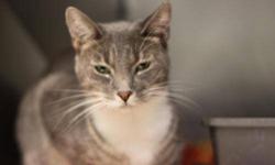 Domestic Short Hair - Leilani - Medium - Adult - Female - Cat
Leilani is a friendly, beautiful tiger cat with gray and buff markings.
CHARACTERISTICS:
Breed: Domestic Short Hair
Size: Medium
Petfinder ID: 24520644
ADDITIONAL INFO:
Pet has been