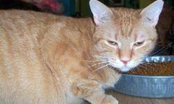Domestic Short Hair - Lenny - Large - Young - Male - Cat
Lenny is a big love of a lap cat. He is going on 3 years old, and he's a very mellow, sweet guy. He used to live with other cats, and gets along well with them. See this kitty and others at
