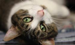 Domestic Short Hair - Libby - Medium - Adult - Female - Cat
Libby is a very sweet cat. She loves to be petted, instantly starts purring and rubbing, and can't wait to find her new family. Come meet Libby today!
CHARACTERISTICS:
Breed: Domestic Short Hair