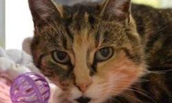 Domestic Short Hair - Lida - Medium - Adult - Female - Cat
Lida is an unusual brown and orange torbie with golden eyes. Her facial markings are like those of her bigger cousin, the cheetah! Lida was brought into Lollypop Farm because her owner could no
