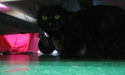 Domestic Short Hair - Lilly - Medium - Adult - Female - Cat
Lilly is a tortoiseshell stray. She's about 5 years old. While Lilly does OK in the senior cat room with about 20 other cats, she'd really prefer a house with only 1 or 2 other cats.