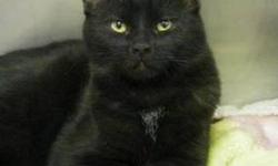 Domestic Short Hair - Linus - Medium - Adult - Male - Cat
My name is Linus and I came to the shelter as a stray in September 2012, along with my sister, Lucy. I am an 8 month old neutered male. I am a little on the shy side, but with a little