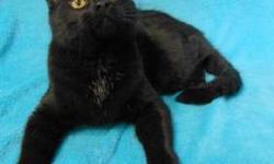 Domestic Short Hair - Linus - Medium - Adult - Male - Cat
My name is Linus and I came to the shelter as a stray in September 2012, along with my sister, Lucy. I am an 8 month old neutered male. I am a little on the shy side, but with a little