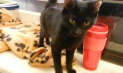 Domestic Short Hair - Liquorice - Large - Young - Female - Cat
CHARACTERISTICS:
Breed: Domestic Short Hair
Size: Large
Petfinder ID: 25244646
CONTACT:
Elmira Animal Shelter | Elmira, NY | 607-737-5767
For additional information, reply to this ad or see: