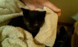 Domestic Short Hair - Little Blacky - Medium - Young - Male
Black male with a few hairs of white on his chest, about 6 months old. He has been recently neutered, Little Blacky is very sweet, loves dogs and to run and play with his brother, Little Louey
