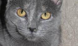 Domestic Short Hair - Little Kitty - Medium - Adult - Female
CHARACTERISTICS:
Breed: Domestic Short Hair
Size: Medium
Petfinder ID: 25475129
ADDITIONAL INFO:
Pet has been spayed/neutered
CONTACT:
Lollypop Farm, Humane Society of Greater Rochester |