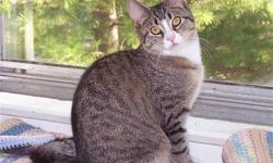 Domestic Short Hair - Lois - Medium - Adult - Female - Cat
General Information
Reason for surrender: Owner can't spend enough time with her. Length of time with previous owner: 1 1/2 years The cat has been vaccinated against: Rabies Distemper The cat has