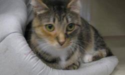 Domestic Short Hair - Lola - Medium - Adult - Female - Cat
Lola is a beautiful young adult. She loves to play with toy mice, and she loves a scratch, she will just purr away. She is spayed, and up to date on shots.Lola is also FIV/FELV negative (no feline