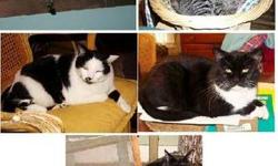 Domestic Short Hair - Losing Their Home - Medium - Adult - Male
These are cats from an 80 year old woman that is suffering from dementia and will soon have to be placed in a nursing home. She used to be very active in cat rescue up until her recent