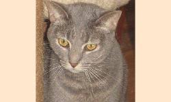 Domestic Short Hair - Lucy - Medium - Young - Female - Cat
Lucy is a 3 year old female tiger cat. Update - Lucy is in our free roaming room and when one of our largest cats was recently adopted, Lucy came out of her shell over night. Funny how cats are -
