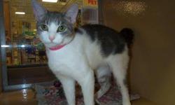 Domestic Short Hair - Lyndi - Medium - Adult - Female - Cat
Hi, I'm your Sidekick. Like all sidekicks, I'm just plain good company. I like attention, and I also like my solitude. I don't go looking for trouble, but I'm no scaredy-cat either. If you are