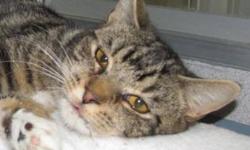 Domestic Short Hair - Lyra - Medium - Adult - Female - Cat
I am a friendly girl who is just a tad shy. Once you pet me, I really like it and roll around on my back asking for more! I'm a young adult who is still playful, and affectionate, I'm a clean