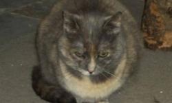 Domestic Short Hair - Maci - Small - Adult - Female - Cat
Maci is approximately a year or so old. She is spayed, sweet and friendly, and gets along well with other cats.
CHARACTERISTICS:
Breed: Domestic Short Hair
Size: Small
Petfinder ID: 25583032