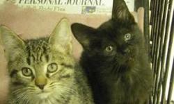 Domestic Short Hair - Madison - Medium - Baby - Female - Cat
Adoption Process: HAHS has an adoption application that you can fill out if you are interested in one of our animals. Once we receive the application we review and contact veterinary and