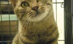 Domestic Short Hair - Magoo - Medium - Baby - Female - Cat
DOB: 09/07/12
Adoption Process: HAHS has an adoption application that you can fill out if you are interested in one of our animals. Once we receive the application we review and contact veterinary