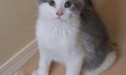 Domestic Short Hair - Mal - Medium - Baby - Male - Cat
Mal is about 3 months old and has tested negative for FeLV. He is one of the sweetest kittens ever!
CHARACTERISTICS:
Breed: Domestic Short Hair
Size: Medium
Petfinder ID: 25388132
ADDITIONAL INFO:
Pet