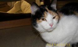 Domestic Short Hair - Mama Cass - Medium - Adult - Female - Cat
MAMA CASS DOMESTIC SHORT HAIR CALICO ARRIVED 10/08/12 @ 7LBS ADULT FEMALE Mama Cass could be one of the sweetest cats I have ever met. Pregnant, she found her way to a barn in Keeseville, New