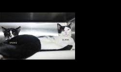 Domestic Short Hair - Mamba - Medium - Adult - Female - Cat
My name is Mamba and I came to the shelter as a stray in August 2012. I am a 4 year old female. I came to the shelter with my 5 babies...and we all got snake names! So the shelter people decided