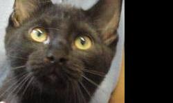 Domestic Short Hair - Mariposa - Medium - Baby - Female - Cat
Mariposa is a friendly, social and sweet little girl. Raised in a foster home with other cats, dogs and young children, she'd fit in well with any type of family. If you're interested in