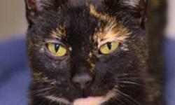 Domestic Short Hair - Marisol - Medium - Young - Female - Cat
What You Need in Order to Adopt
When you are ready to visit the 92nd Street ASPCA Adoption Center, please note the following to facilitate the adoption process:
* You must be 21 years of age or