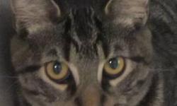 Domestic Short Hair - Mason - Medium - Young - Male - Cat
I am a friendly and playful 9 month old kitten who needs a bit of patience and understanding. My previous family played too rough with me and I need to be reminded to have good manners when I get