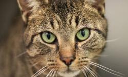 Domestic Short Hair - Matilda - Medium - Adult - Female - Cat
Hi, my name is Matilda! I'm a beautiful, 1 year old, spayed female, dilute calico kitty. I'm friendly and affectionate and I love to get attention. Come meet me today! My adoption fee is 96.00