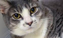 Domestic Short Hair - Maureen - Medium - Senior - Female - Cat
What You Need in Order to Adopt
When you are ready to visit the 92nd Street ASPCA Adoption Center, please note the following to facilitate the adoption process:
* You must be 21 years of age