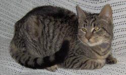 Domestic Short Hair - Mayaloo - Medium - Young - Female - Cat
Mayaloo a is a female. She is really a sweetheart. She was bottle fed alog with her 3 brothers, and is very social. Please contact us for more information about this wonderful kitty.December 6,