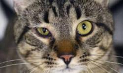 Domestic Short Hair - Meeno - Medium - Young - Male - Cat
What You Need in Order to Adopt
When you are ready to visit the 92nd Street ASPCA Adoption Center, please note the following to facilitate the adoption process:
* You must be 21 years of age or