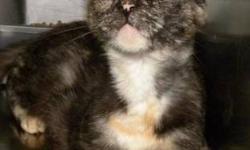 Domestic Short Hair - Melissa*at Petsmart* - Medium - Adult
***AT PETSMART***Hi, my name is Melissa! I'm a beautiful 2-3 year old spayed female tortie cat. I'm sweet and inquisitive and I love to get attention. I can't wait to be adopted! If you would