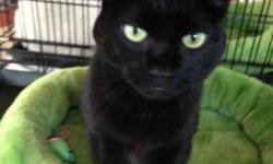 Domestic Short Hair - Midnight - Large - Adult - Male - Cat
Meet MIDNIGHT, a young male. He's friendly, loves people & other animals :) Come adopt him TODAY!!!
CHARACTERISTICS:
Breed: Domestic Short Hair
Size: Large
Petfinder ID: 25773980
ADDITIONAL