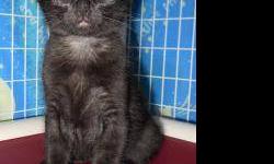 Domestic Short Hair - Midnight - Medium - Baby - Male - Cat
CHARACTERISTICS:
Breed: Domestic Short Hair
Size: Medium
Petfinder ID: 24355969
ADDITIONAL INFO:
Pet has been spayed/neutered
CONTACT:
Chemung County Humane Society and SPCA | Elmira, NY |