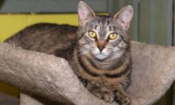 Domestic Short Hair - Midnight - Small - Adult - Female - Cat
Hi, I'm your Secret Admirer. When it comes to relationships, I'm very level-headed. I don't leap in paws first, if you know what I mean. But give me a little time, and then I'll shower you with