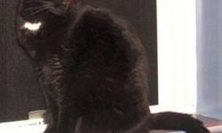 Domestic Short Hair - Midnight & Tia - Small - Young - Female
These 2 cats were found abandoned in a box . They are friendly nice cats that need a home where someone won t abandon them again .
CHARACTERISTICS:
Breed: Domestic Short Hair
Size: Small