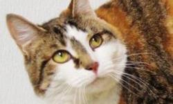 Domestic Short Hair - Miley - Extra Large - Adult - Female - Cat
CHARACTERISTICS:
Breed: Domestic Short Hair
Size: Extra Large
Petfinder ID: 25131604
ADDITIONAL INFO:
Pet has been spayed/neutered
CONTACT:
Potsdam Humane Society Inc. | Potsdam, NY |