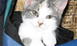 Domestic Short Hair - Millie - Medium - Young - Female - Cat
Millie is an absolute sweetheart. She's young, very friendly, social, just wants to snuggle with you and be your best friend. Gets along with cats, and friendly dogs, Milly would fit in to any
