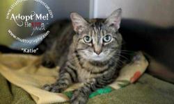 Domestic Short Hair - Mimi - Medium - Adult - Female - Cat
ADultt female declawed cat needs home due to owner moving in with allergic boyfriend.She only had the cats for one year and is now giving them up.A great pair brother and sister both declawed.