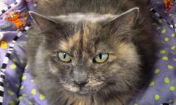 Domestic Short Hair - Minette - Large - Adult - Female - Cat
CHARACTERISTICS:
Breed: Domestic Short Hair
Size: Large
Petfinder ID: 24713344
ADDITIONAL INFO:
Pet has been spayed/neutered
CONTACT:
The Humane Society | Binghamton, NY | 607-724-3709
For
