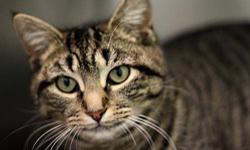 Domestic Short Hair - Miranda - Medium - Young - Female - Cat
Miranda is a sweet young kitten. As soon as you start petting her, she starts loudly purring. She can't wait for her new family to come find her. Come meet Miranda today!
CHARACTERISTICS: