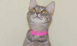 Domestic Short Hair - Miss Kitty - Medium - Adult - Female - Cat
CHARACTERISTICS:
Breed: Domestic Short Hair
Size: Medium
Petfinder ID: 24235882
ADDITIONAL INFO:
Pet has been spayed/neutered
CONTACT:
Lollypop Farm, Humane Society of Greater Rochester |