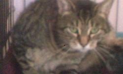 Domestic Short Hair - Miss Kitty - Small - Senior - Female - Cat
I am Miss Kitty and I am a big girl in a brown and white tiger fur coat and big green eyes. I was brought into Lollypop Farm because of allergies in my previous home. I find this place so