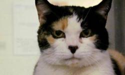 Domestic Short Hair - Missy - Medium - Adult - Female - Cat
Missy is a striking white kitty with calico patches in black and orange. She has golden eyes and a nose that looks like it has been dipped in black ink! Missy was brought into Lollypop Farm