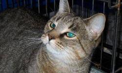 Domestic Short Hair - Missy - Medium - Adult - Female - Cat
I am a bit shy at first but very sweet. Once you start petting me I really like it and will rub against you and ask for more. I am a young adult and am a clean kitty who gets along with others.